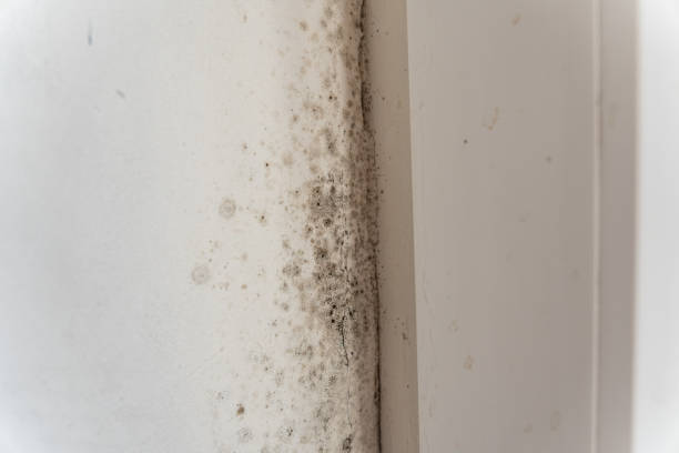 Best Mold Damage Restoration  in Experiment, GA